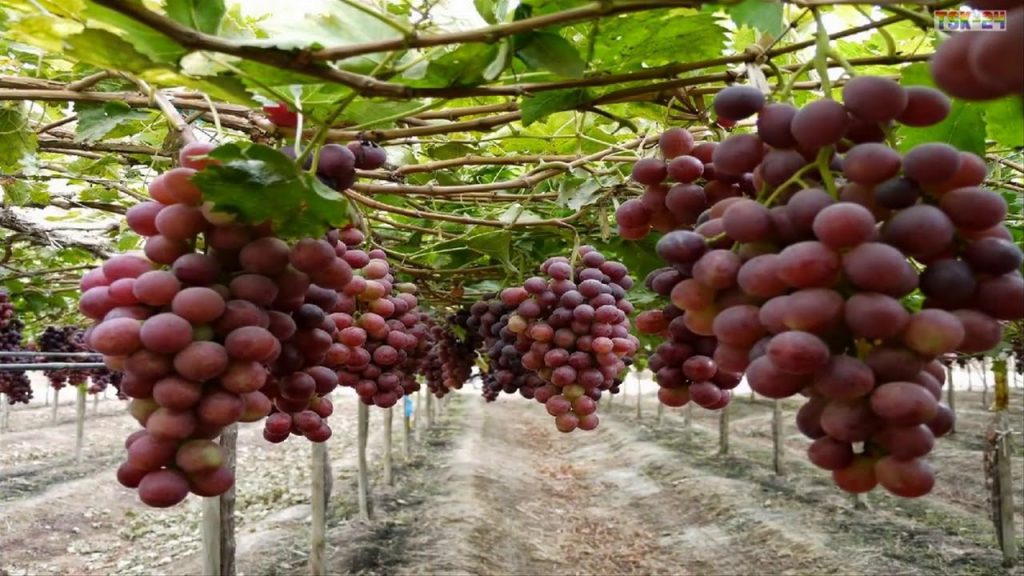 IOT in grape FARMING